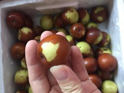 亞馬遜:商品評論: 秋里紅 黃驊鮮冬棗5斤 保鮮盒裝 黃驊孔店冬棗示范基地 現(xiàn)摘現(xiàn)發(fā)(當天下單,通常第二天采摘、發(fā)貨)