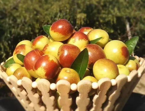 說好一起慢慢變老,你卻偷吃了渭北的冬棗