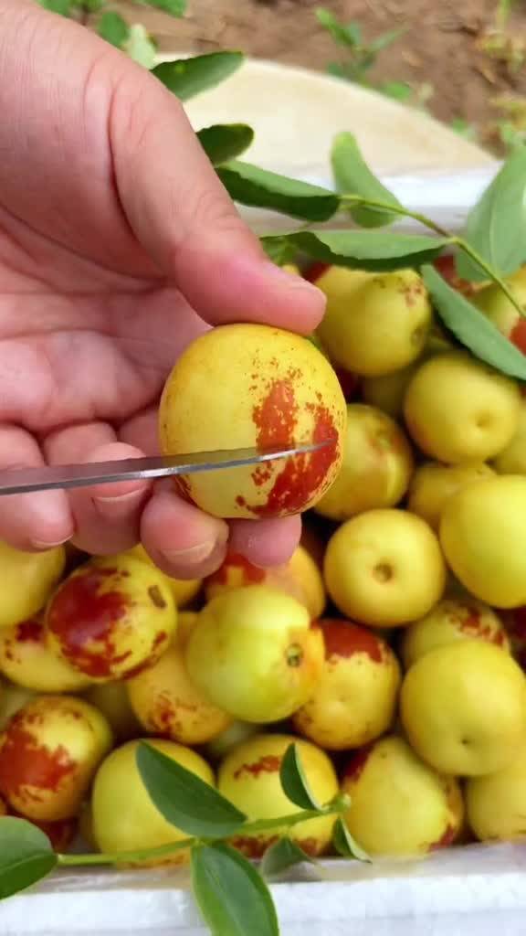 大荔與黃驊冬棗 產(chǎn)地直發(fā)，品質(zhì)鮮甜