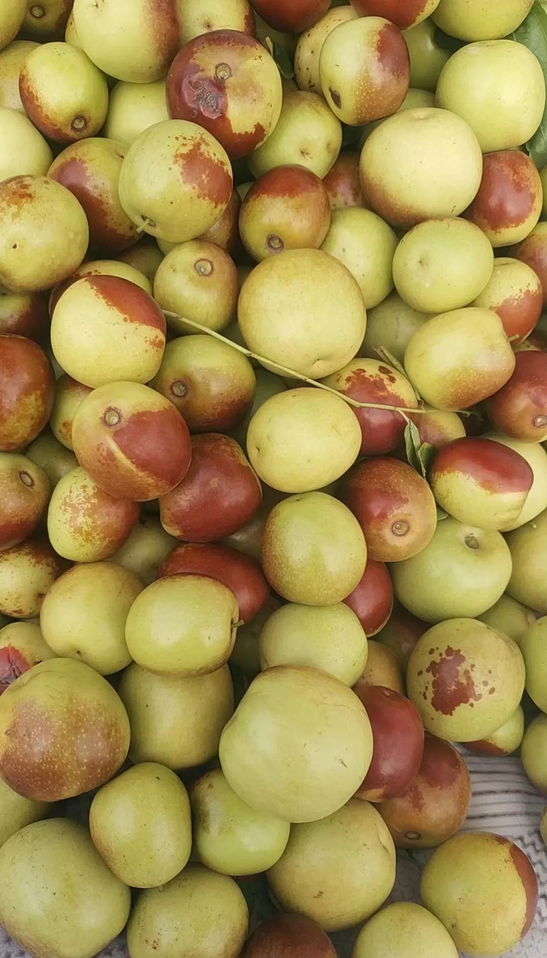 咬一口就上頭！黃驊冬棗甜到心坎里